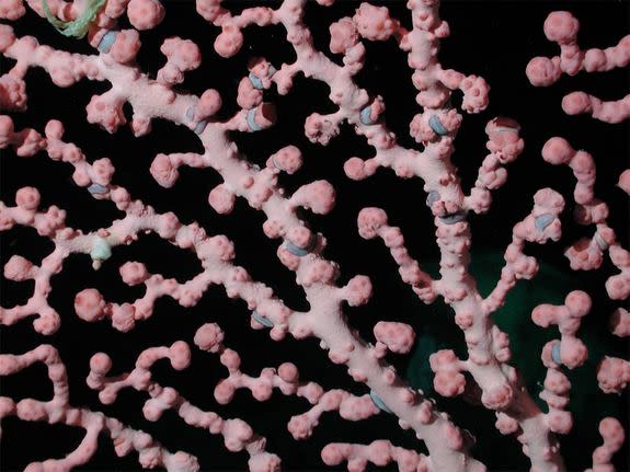 This bubblegum coral species forms colonies on the ocean floor to depths as great as 4,921 feet (1,500 meters). The structures appear in hues from bright red, orangish pink and pale pink to white in photographs taken using artificial light. (Th