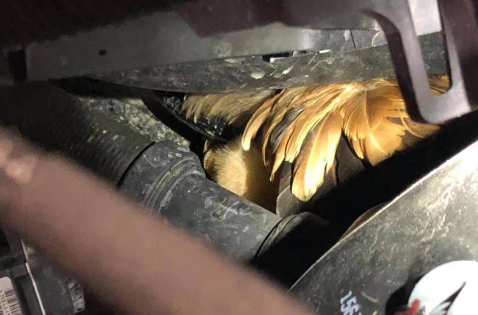 A mechanic reached into the engine to find the belt had been knocked loose by a live chicken who had begun roosting inside the Ford. Source: Jeremy Ross/Facebook