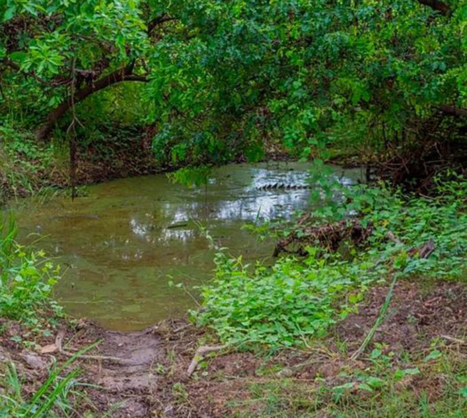 Crocodile poking out of murky pond in Northern Territory 