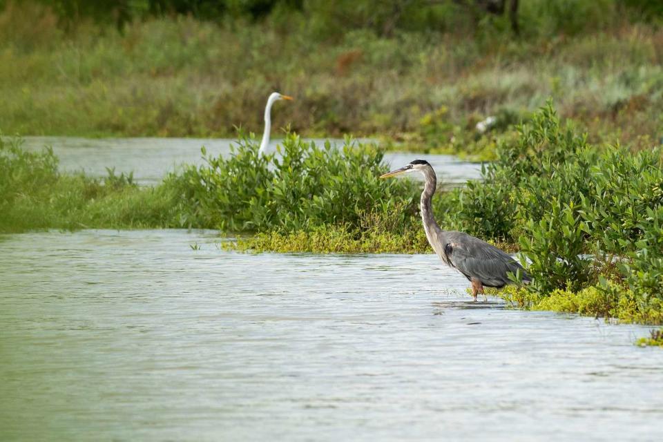 <p>Texas A&M University-Corpus Christi</p>