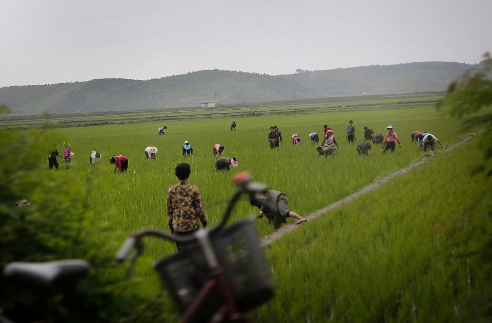 Men and women work in a rice field in Kangwon province, eastern North Korea, on June 23, 2016. The capital of Kangwon province is Wonsan, which is located along the eastern side of the Korean Peninsula and was one of the cities chosen to be developed into a summer destination for locals and tourists.