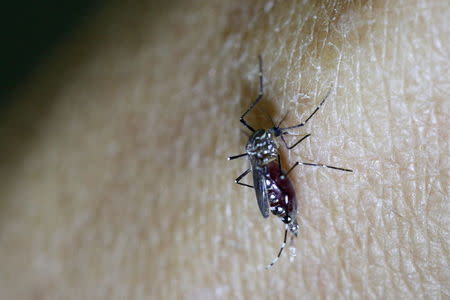 A female Aedes aegypti mosquito is seen on the forearm of a health technician in a laboratory conducting research on preventing the spread of the Zika virus and other mosquito-borne diseases, at the entomology department of the Ministry of Public Health in Guatemala City, February 4, 2016. REUTERS/Josue Decavele