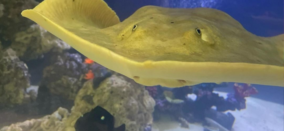 Charlotte the pregnant stingray