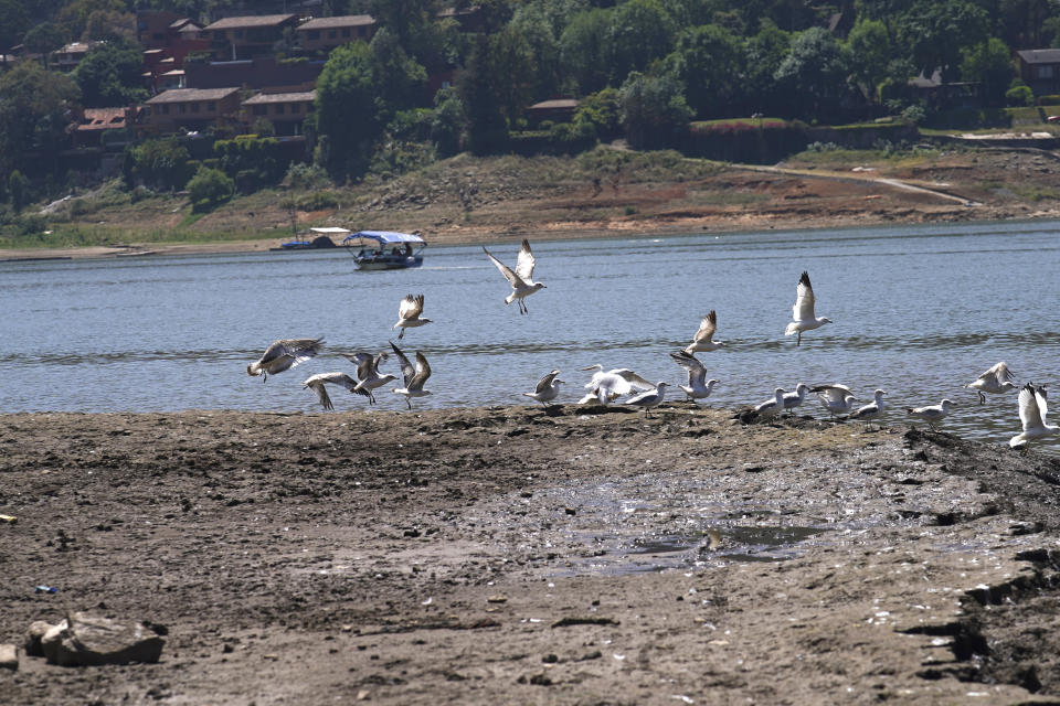 A flock of birds flies along the exposed banks of the Miguel Aleman dam in Valle de Bravo, Mexico, Thursday, March 14, 2024. According to Mexico’s National Water Commission, Valle de Bravo’s reservoir has fallen to 29% of its capacity – a historical low -- compared to one year ago when it was at 52%, while the country endures a drought and has imposed restrictions on water taken from the system. (AP Photo/Marco Ugarte) (AP Photo/Marco Ugarte)