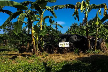 A sign that reads "bunker D constructed 2010-2011" stands in front of a low, palm-leaf camouflaged mud hut in which women and children slept while men patrolled forests ringing with gunfire at Klong Sai Pattana in Surat Thani, south of Thailand, July 1, 2016. REUTERS/Alisa Tang