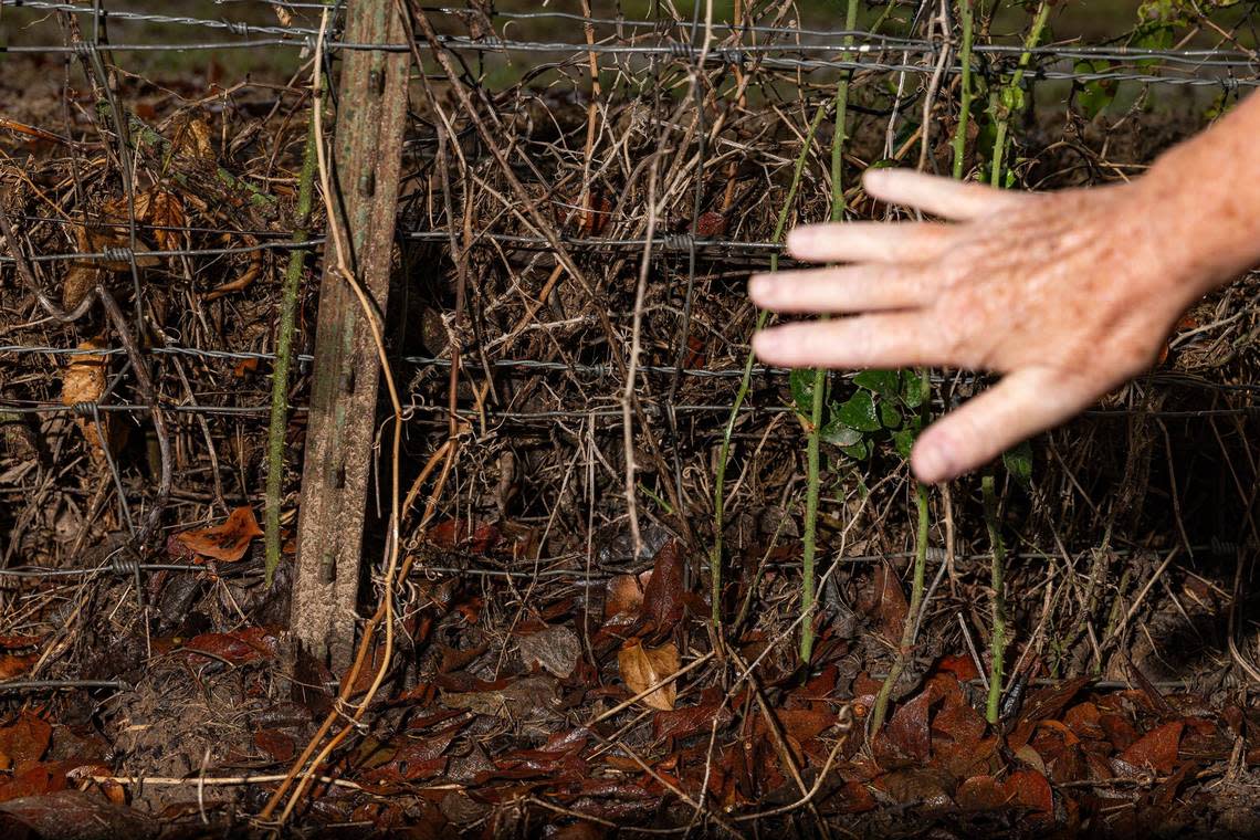 The exposed roots show water erosion in her backyard from the flooding Cynthia Courtney has dealt with since the D.R. Horton subdivision was built behind her property in 2023. According to Courtney, the construction has disrupted the natural drainage pattern and has since caused substantial flooding in and around her home.