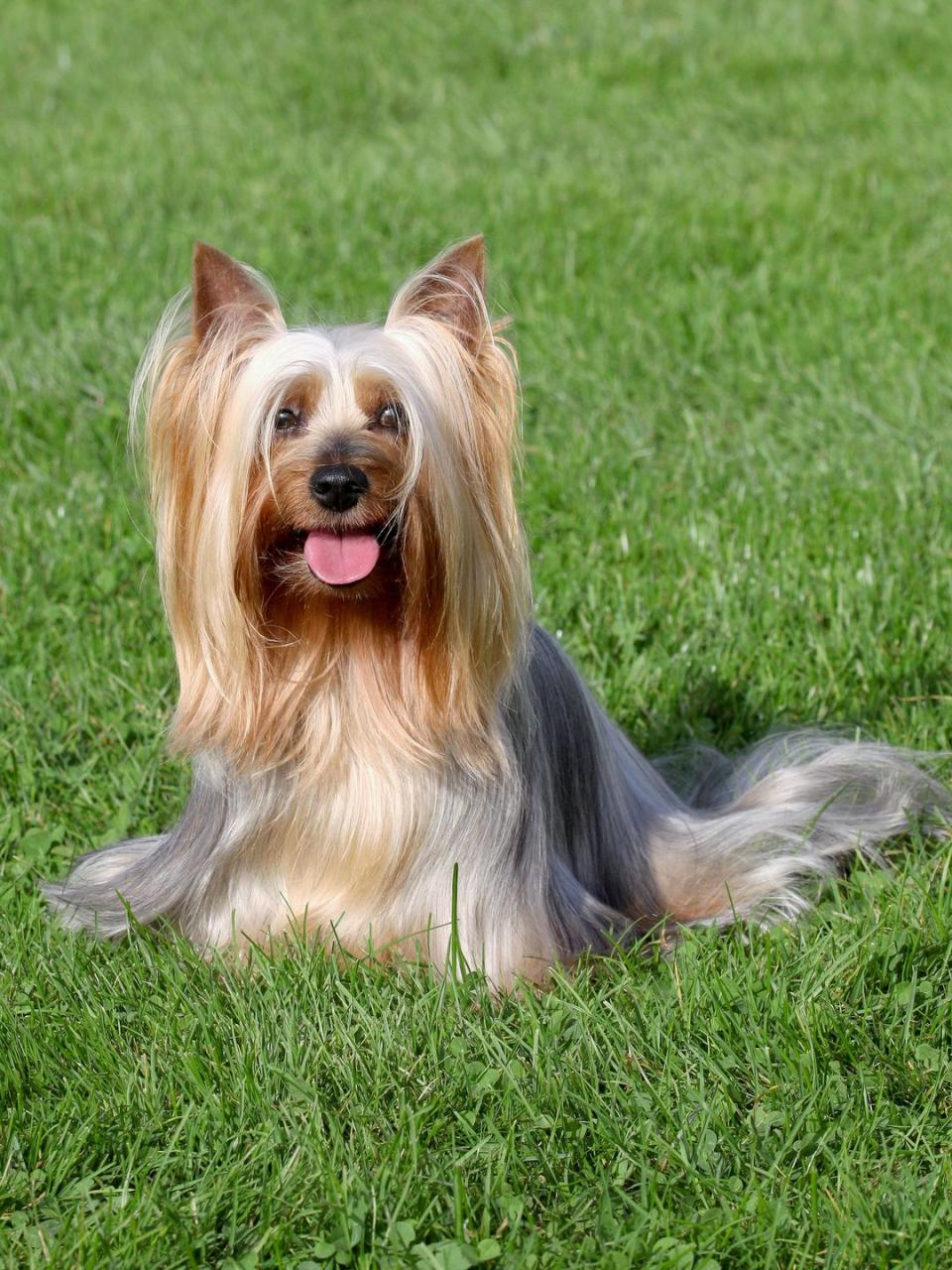 Silky Terrier