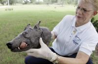 Phylis Canion holds the head of what she is calling a Chupacabra at her home in Cuero, Texas, Friday, Aug. 31, 2007. She found the strange looking animal dead outside her ranch and thinks it is responsible for killing many of her chickens. (AP Photo/Eric Gay)