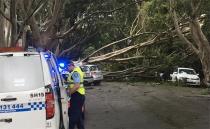 A giant tree trunk collapsed straight over Paddington in Sydney. Photo: Twitter/Sally Jackson