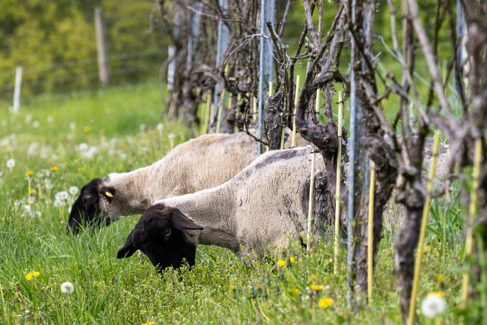 Sheep graze next to the vines of a vineyard.