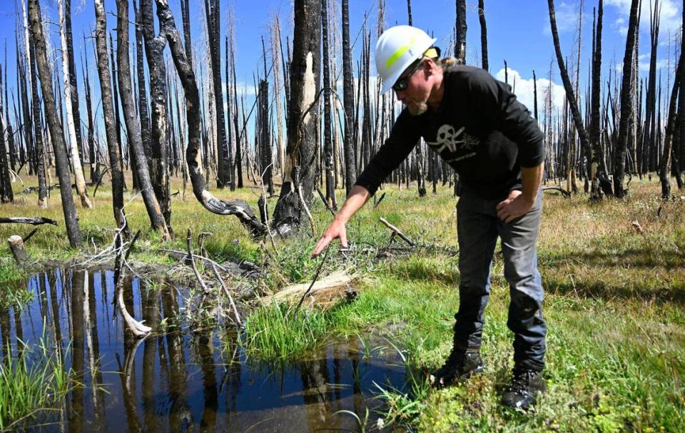 Against a background of charred trees, Kevin Swift, owner of Swift Water Design, contracted by the U.S. Forest Service for meadow restoration work, points out evidence of life flourishing in a stream at a revitalized Lower Grouse Meadow off Highway 168 near Shaver Lake following the Creek Fire’s devastation in 2020. Photographed Wednesday, Aug. 16, 2023.
