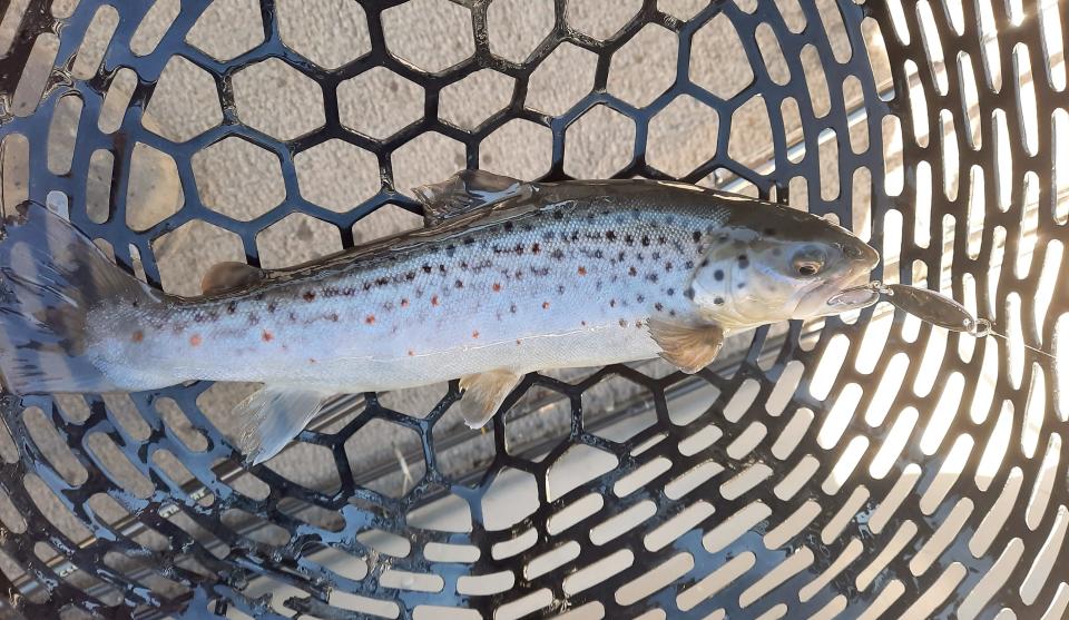 A brown trout caught on a lure rests in a net. Trout seasons opens April 1 across Pennsylvania. The 2023 Pennsylvania Fishing Summary Book that is given with fishing licenses lists various advisories regarding eating fish.