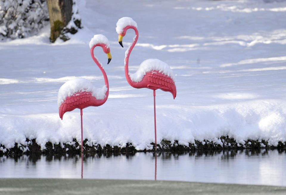 These two snow covered plastic flamingo's stand near a pond outside of Johnstown, Pa., Wednesday, Dec. 14, 2016. Weather forecasters are calling for an Arctic blast coming to western Pennsylvania on Thursday and lasting through Friday. (Todd Berkey/The Tribune-Democrat via AP)