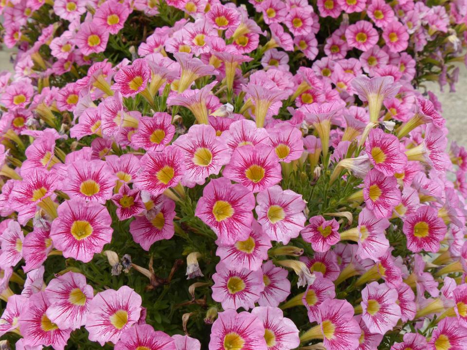 Marvel Beauty Raspberry petunias