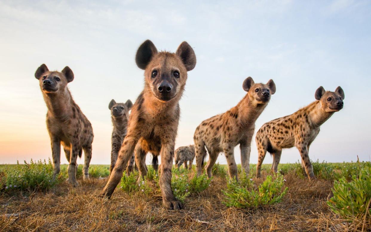 Hyenas