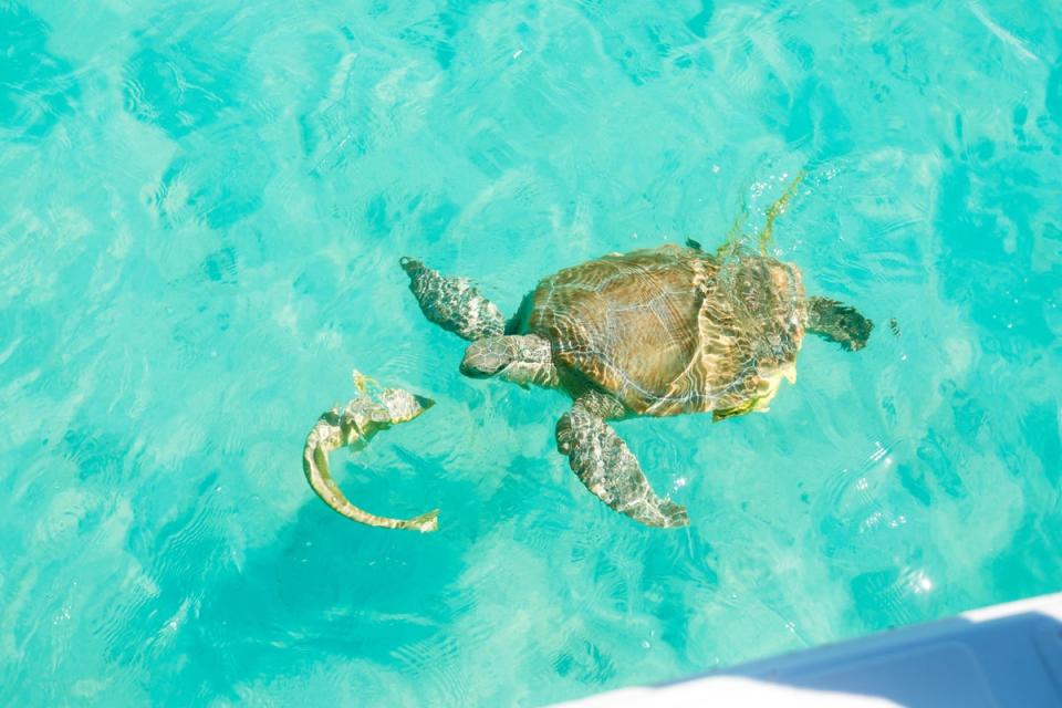 Feeding giant sea turtles from the side of a boat (Bahamas Tourism)