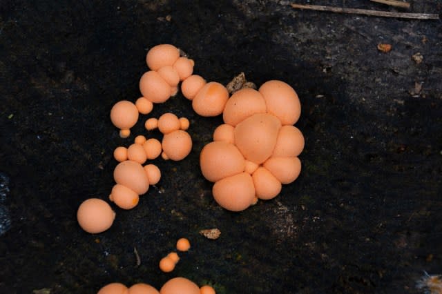 Fruiting bodies of wolf’s milk growing on damp wood<br>Photo Credit: iStock