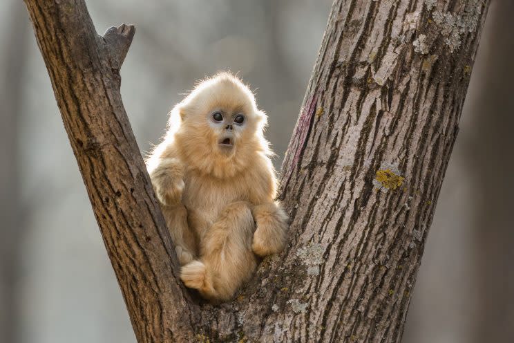 The younger sister of Tao Tao, the golden snub-nosed monkey protagonist of Disneynature’s “Born in China.”