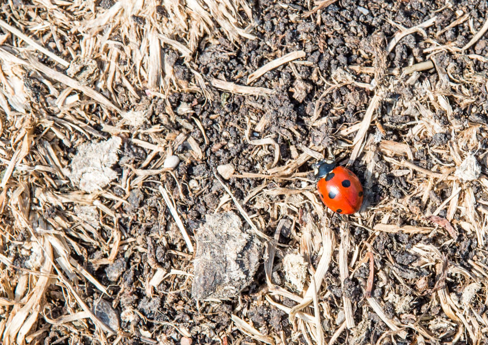 21 August 2018, Germany, Munich: A ladybird runs across a meadow that has dried up during the past drought. Photo: Lino Mirgeler/dpa (Photo by Lino Mirgeler/picture alliance via Getty Images)