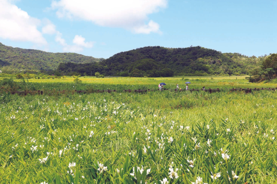 7月野薑花季要來了～全台6大絕美景點存起來之後去！