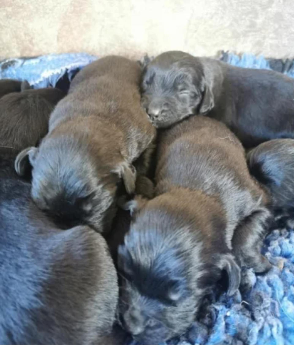 A suspected dog theft scheme was uncovered by a breeder. (Y Byd ar Bedwar/Wales News Service)