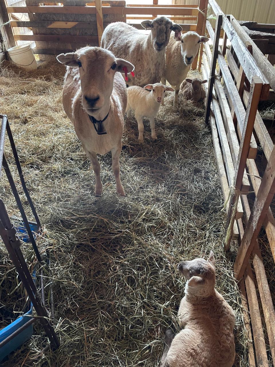 Sheep and lambs on  the farm of Roger and Jan Cox in Morrow County.