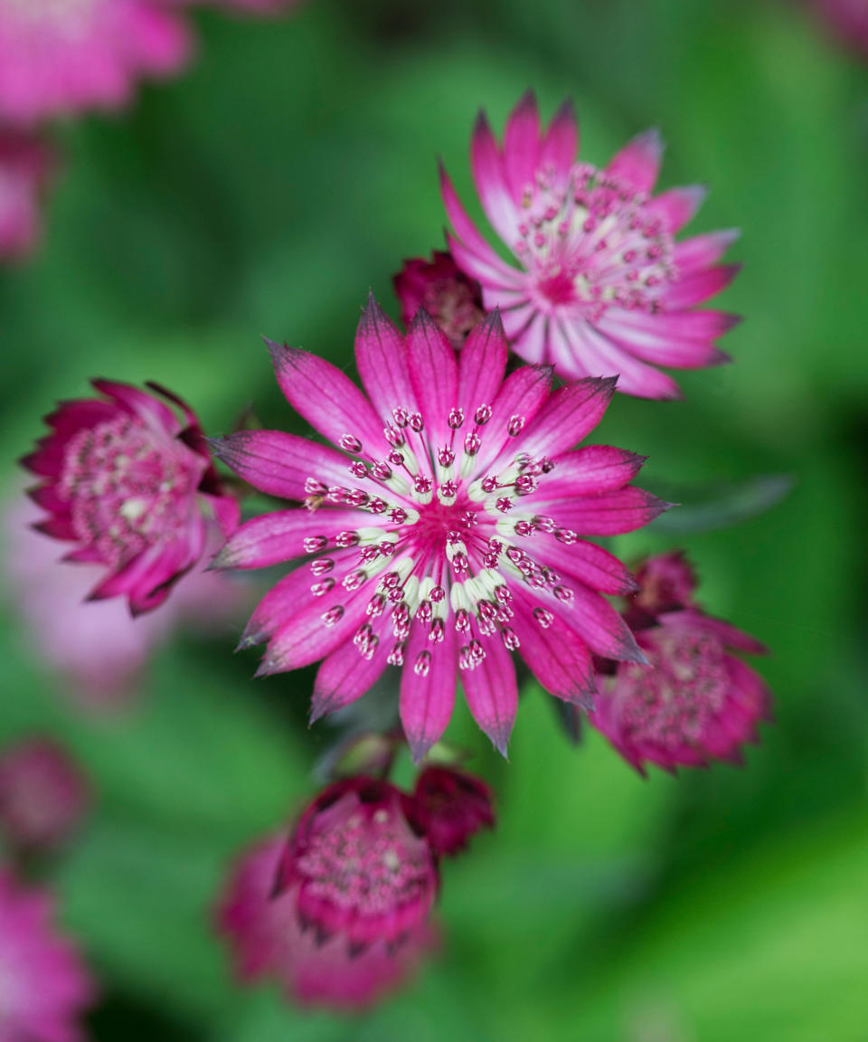 front yard plants flowering in cottage garden display