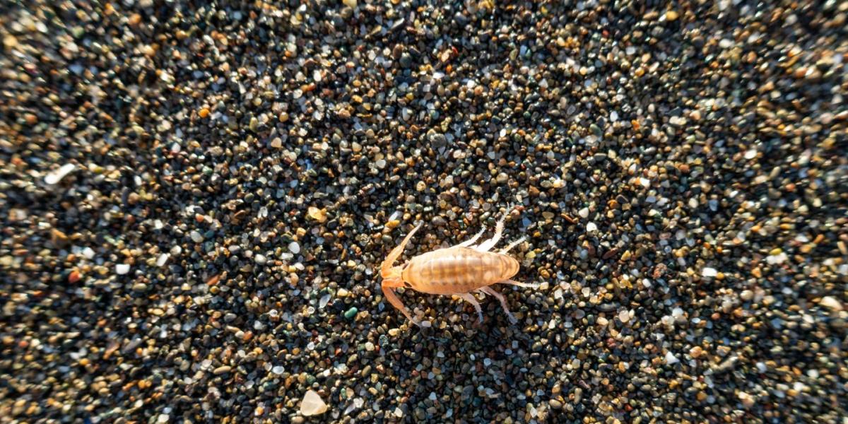 what-do-sand-flea-bites-look-like-the-natural-patch-co