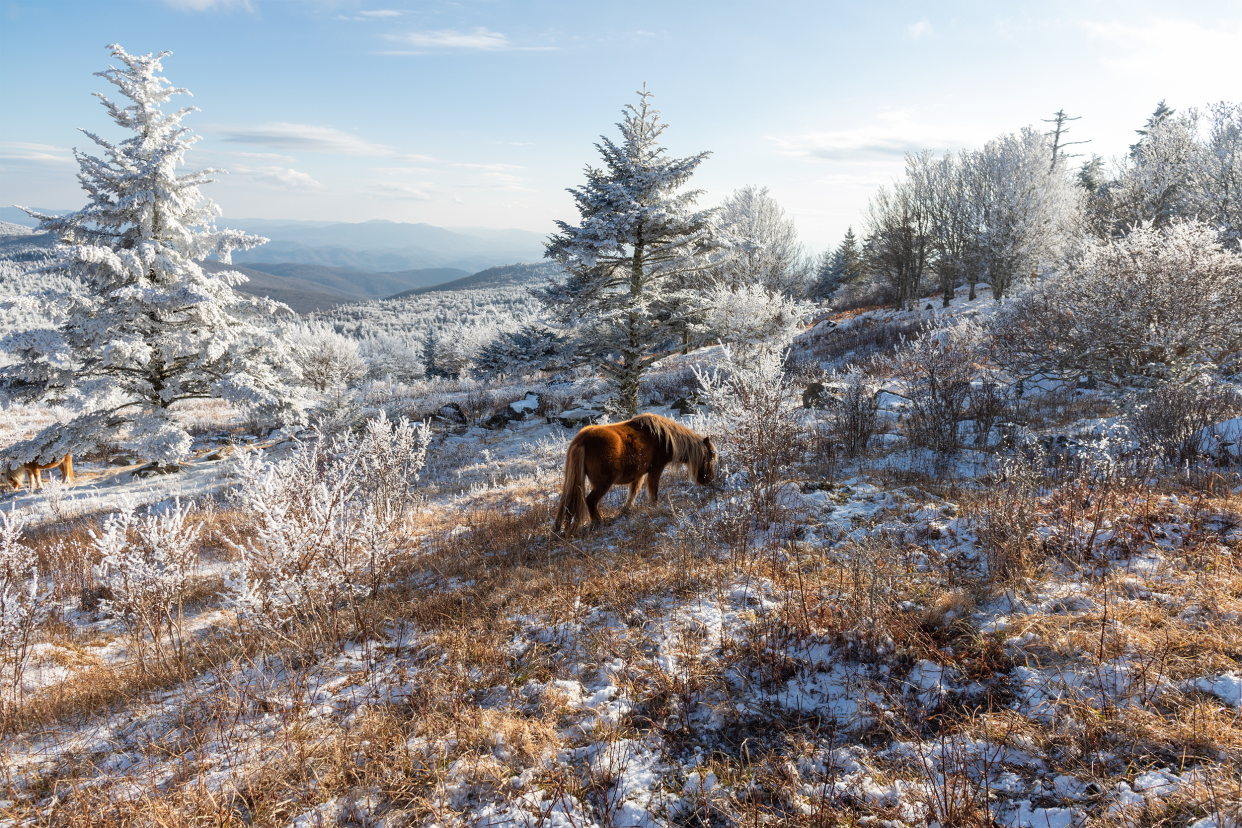 Mount Rogers National Recreation Area