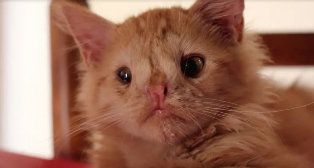 This cat has been called “too ugly” to be loved, but we couldn’t disagree more