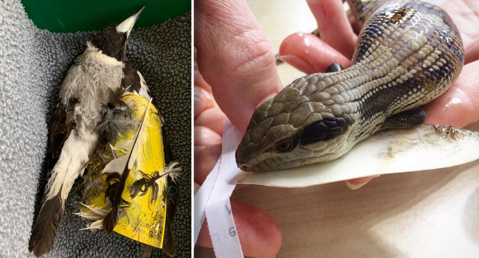 This magpie died and in a seperate incident this blue tongue lizard taken into care after they were caught in glue traps. Source: Point Cook Wildlife Care Inc / Sydney Wildlife Rescue