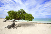 <b>9. Eagle Beach (Palm/Eagle Beach, Aruba)</b><br><br>Su fina arena y unas aguas cristalinas son el principal atractivo de esta playa caribeña apta para visitarla en cualquier mes del año.