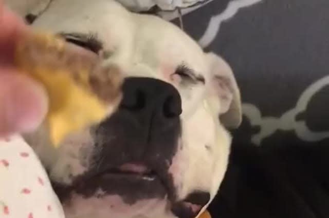 Deaf Dog's Dreams Come True as She Wakes Up to Cheeseburger