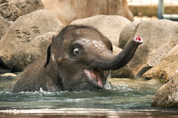 Beautiful baby elephant smiles while having a splashing time