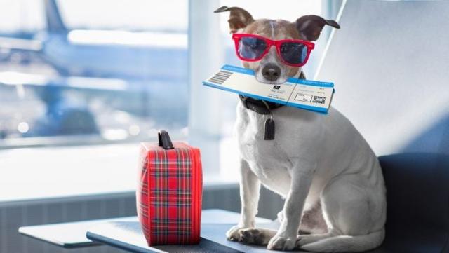 U.S. News 360 Reviews Reveals the Most Popular Dog Names Across the U.S., Consumer Insight Studies