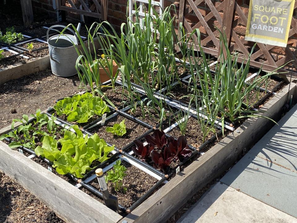 A raised bed divided into square feet growing lettuce, herbs etc