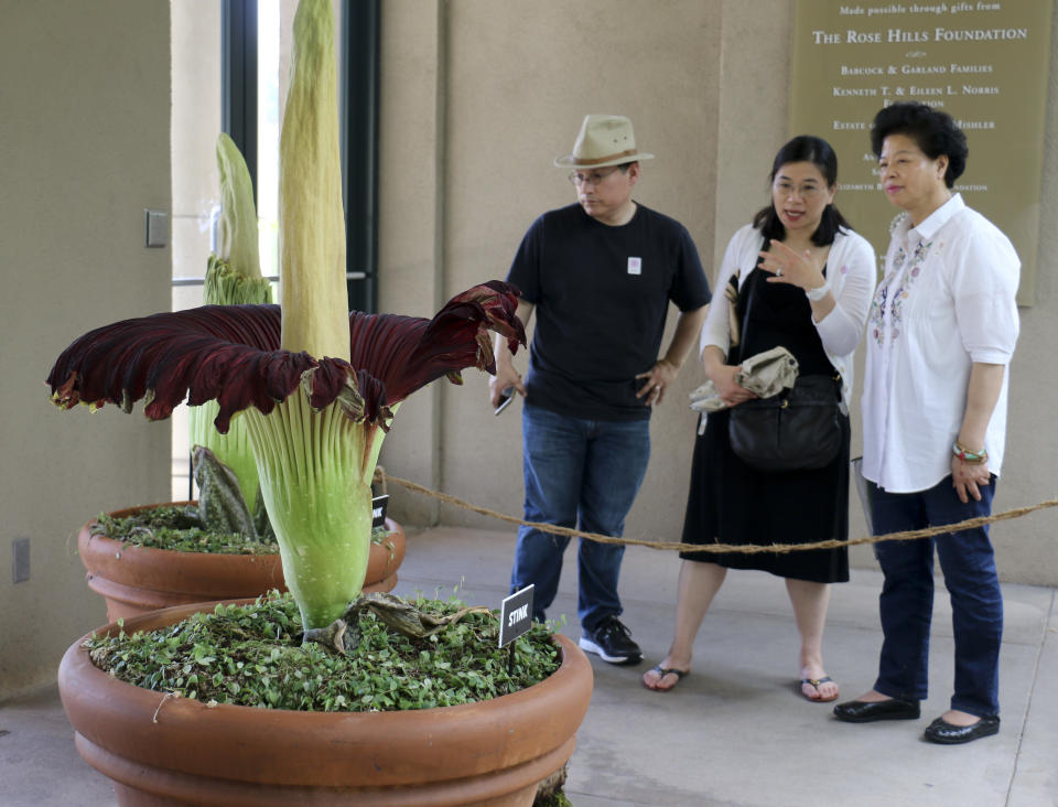 Visitors look at the so-called corpse flower, known for the rotten stench it releases when it blooms, at the Huntington Library Friday, Aug. 17, 2018, in San Marino, Calif. The flower, nicknamed "Stink," began blooming unexpectedly on Thursday night, Huntington spokeswoman Lisa Blackburn said. (AP Photo/Ariel Tu)