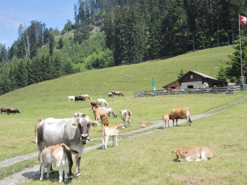 Heidialp auf dem Ochsenberg bei Maienfeld: Genau so stellt man sich die Idylle aus Spyris «Heidi»-Büchern vor. Foto: Thomas Burmeister