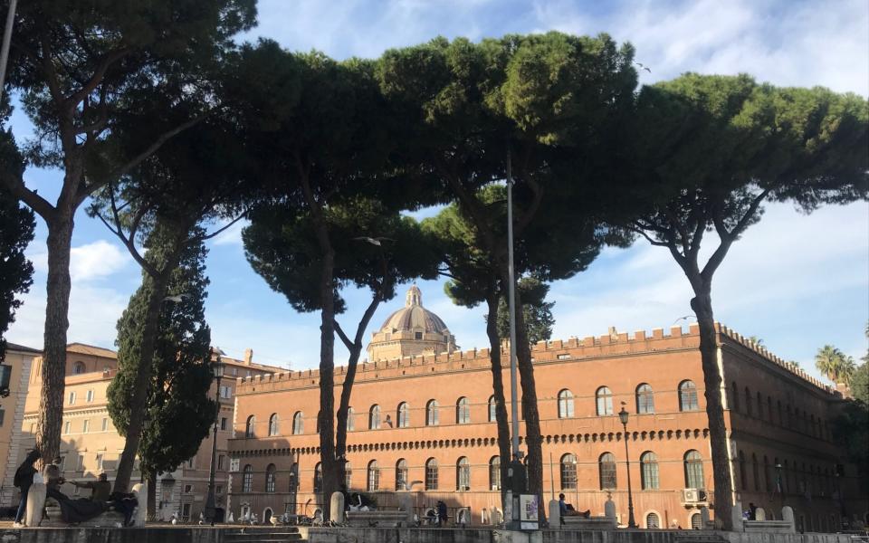 Healthy umbrella pines in Piazza Venezia, central Rome - Nick Squires