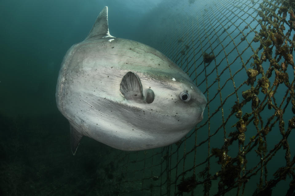 In Spanien ging Fischern ein riesiger Mondfisch ins Netz. (Bild: Getty Images)