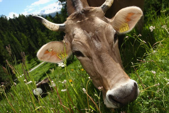 Cows could be the largest living mammals in a few hundred years if extinction trends continue, a new study said: Getty