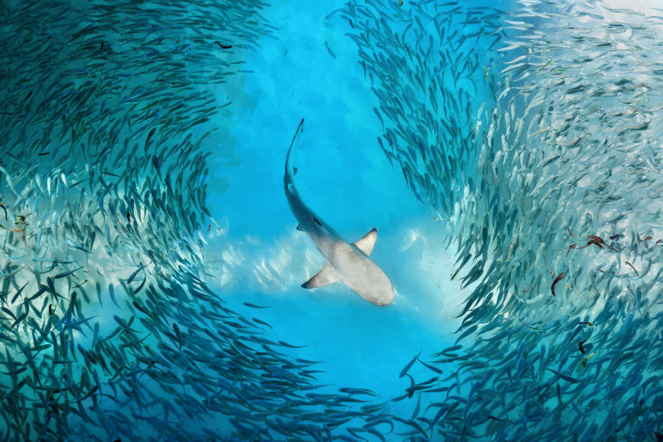 Shark and small fishes in the ocean - nature background