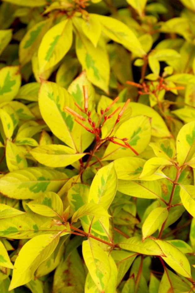 Showstopping Lime Sizzler Firebush