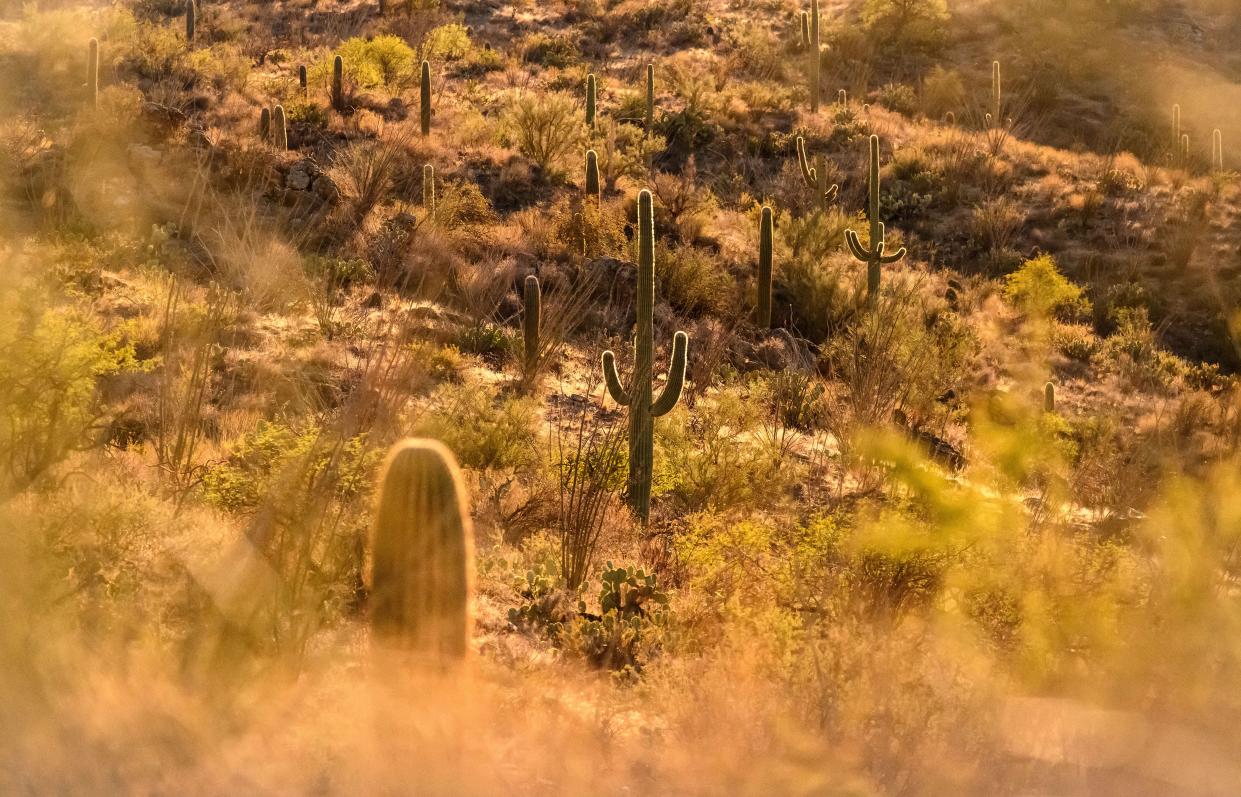 Saguaro Cacti in Saguaro National Park near Tucson, Arizona, on November 19, 2023.
