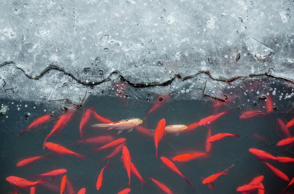 Carp in a partially frozen pond are doing fine. <a href="https://www.shutterstock.com/image-photo/red-carps-under-ice-pond-near-1088588174" rel="nofollow noopener" target="_blank" data-ylk="slk:Starkov Roma/Shutterstock.com;elm:context_link;itc:0;sec:content-canvas" class="link ">Starkov Roma/Shutterstock.com</a>