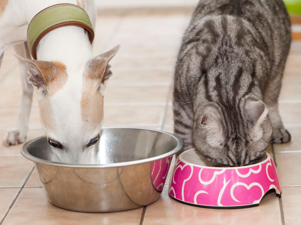 pets eating dog and cat food bowls