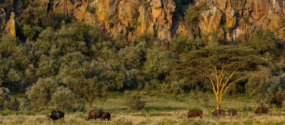 Buffalo grazing in&nbsp;Hell's Gate National Park, near the Utut Forest area. (Photo: Education Images via Getty Images)