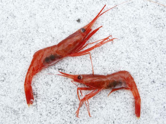 FILE - In this Jan. 6, 2012, file photo, northern shrimp lay on snow aboard a trawler in the Gulf of Maine. The fishing season remains closed for shrimp in the Gulf of Maine where waters are warming faster than most of the world's ocean. (AP Photo/Robert F. Bukaty, File)
