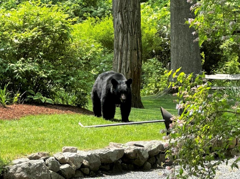 This photo, originally posted on social media by the Marion police and fire departments, shows the black bear making its way through a property in the area of Converse Road in Marion on Wednesday, May 24. Experts say they now believe a bear spotted in Carver is most probably a second black bear.