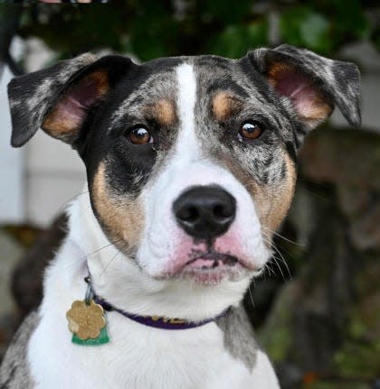 Cooper at Oregon Coast Humane Society.